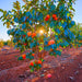 American Persimmon Tree for Sale