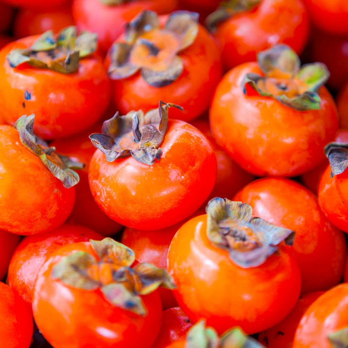 American Persimmon Tree