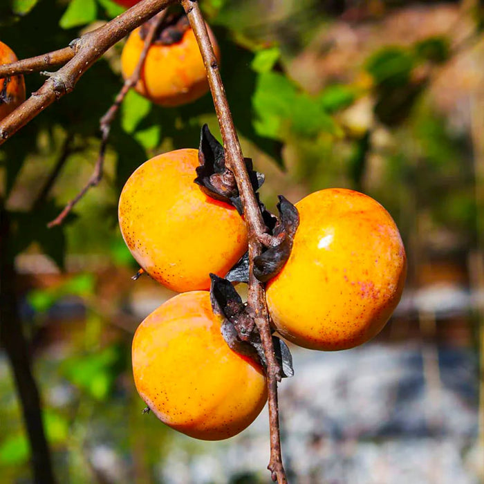 American Persimmon Tree