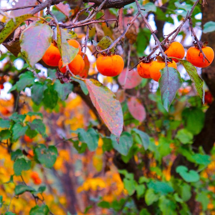 American Persimmon Tree