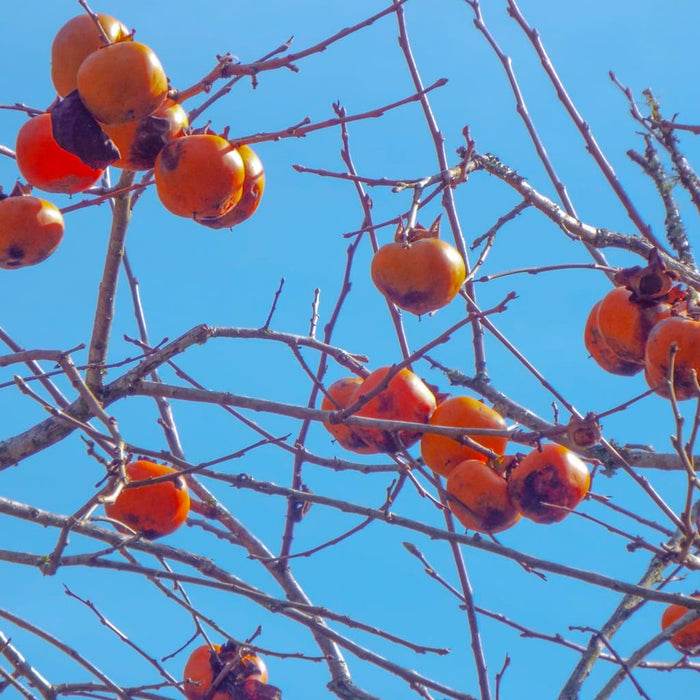 American Persimmon Tree