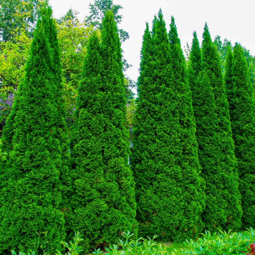 AmericanPillarArborvitaePrivacyShrubs_2_1024x1024.jpg?v\u003d1717373518