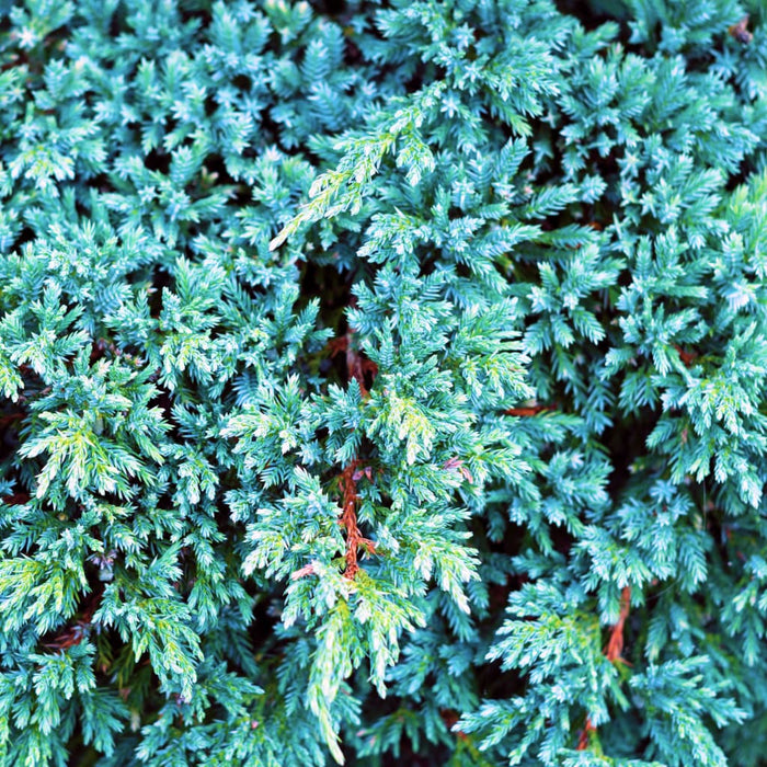 Angelica Blue Juniper