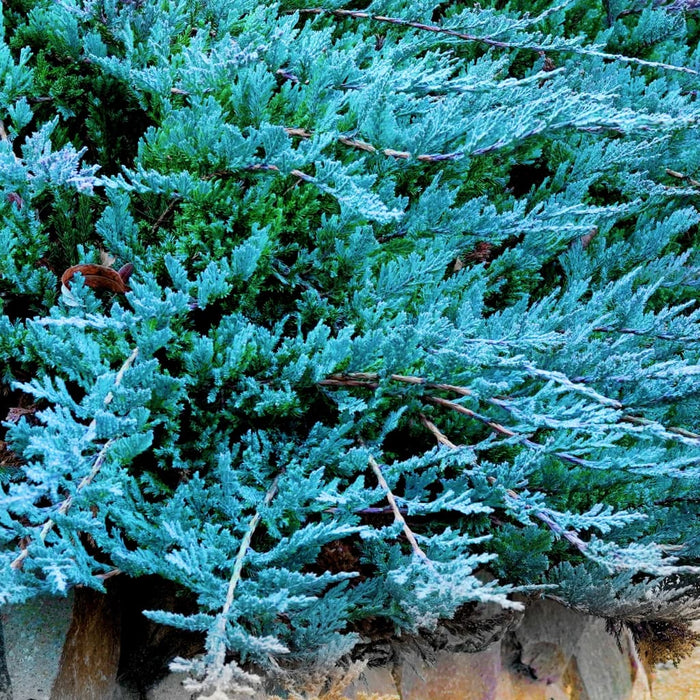 Angelica Blue Juniper for Sale