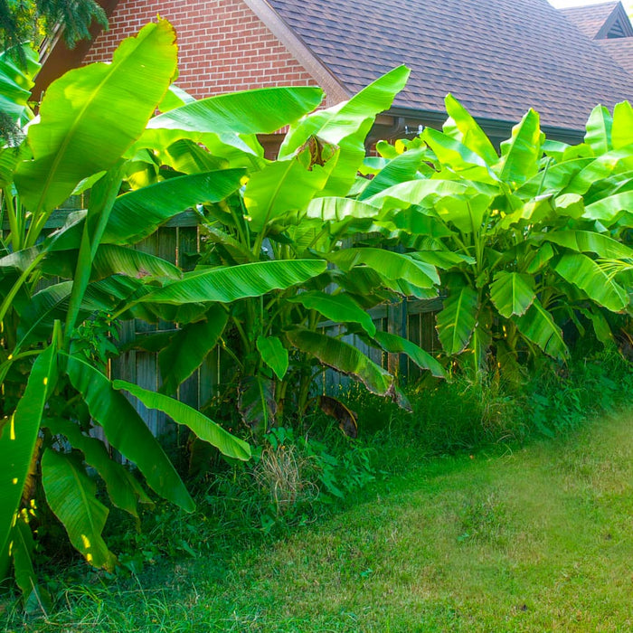 Banana Musa Dwarf Cavendish