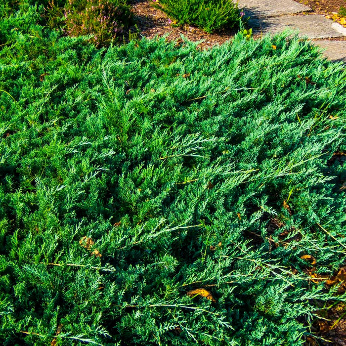 Bar Harbor Juniper