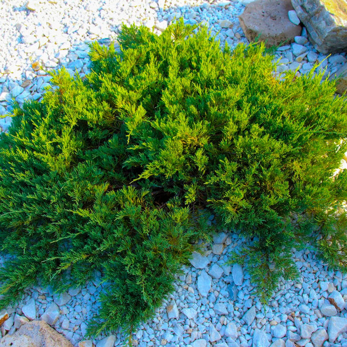 Bar Harbor Juniper