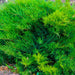 Bar Harbor Juniper for Sale