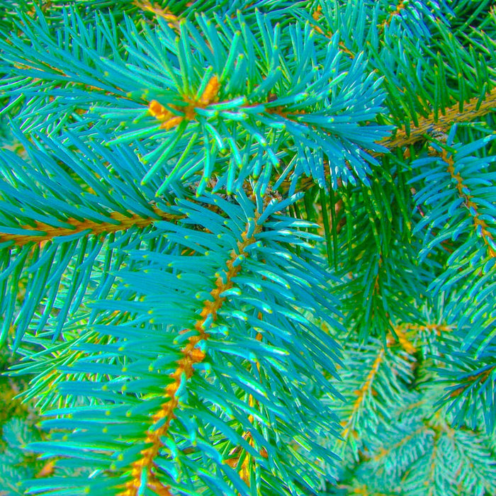 Black Hills Spruce Tree