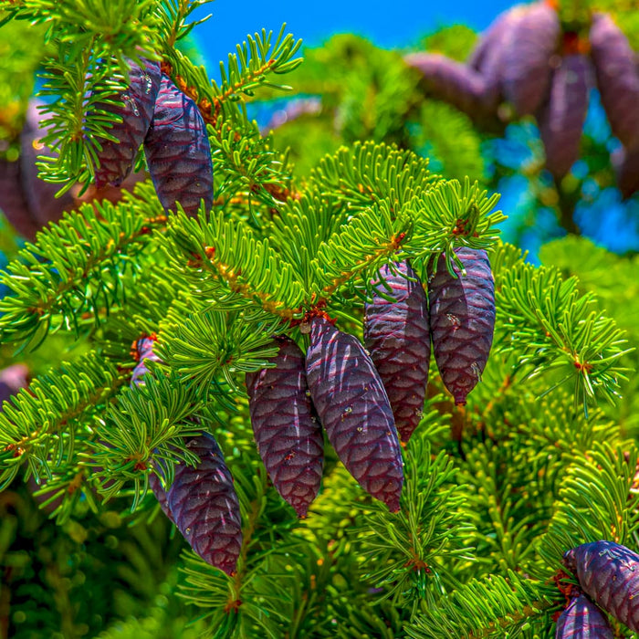 Black Hills Spruce Tree