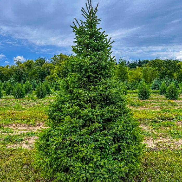 Black Hills Spruce Tree for Sale