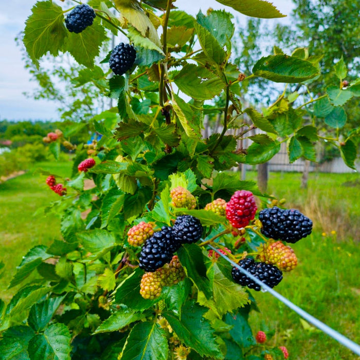 Natchez Blackberry