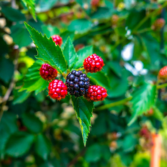 Navaho Blackberry