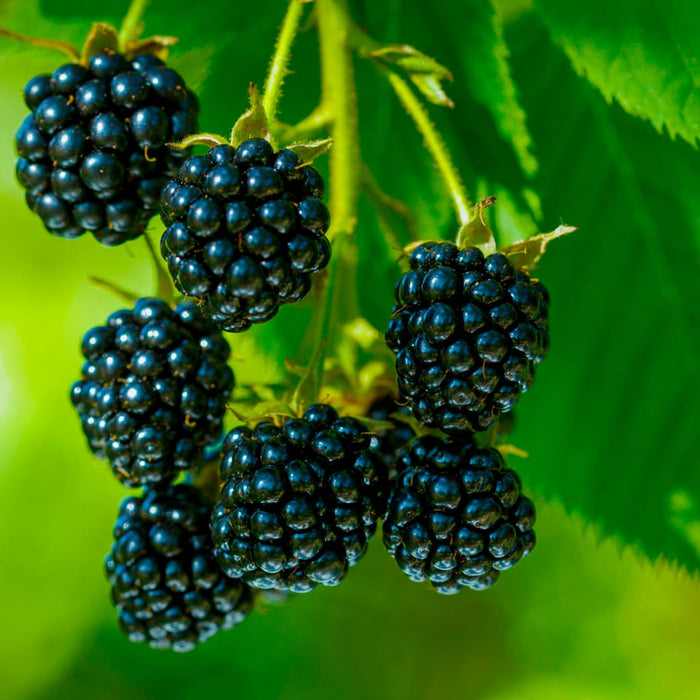 Navaho Blackberry