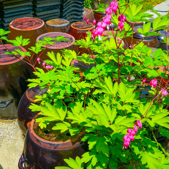 Bleeding Heart Plant