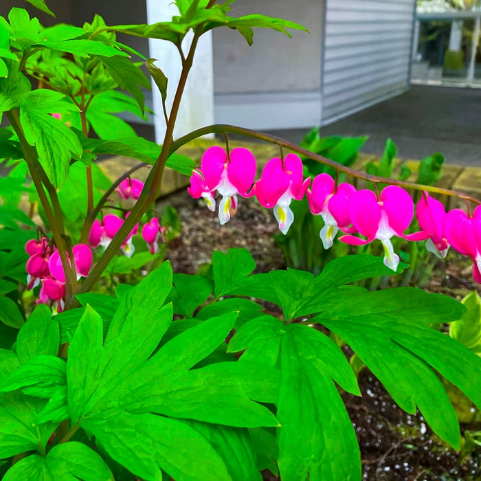 Bleeding Heart Plant