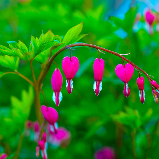 Bleeding Heart Plant for Sale