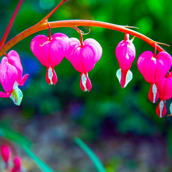 Bleeding Heart Plant