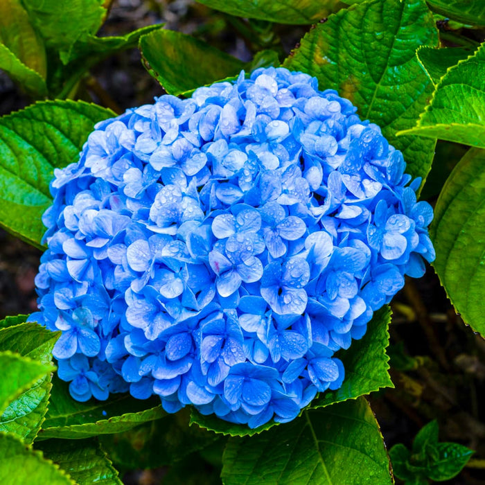 Nikko Blue Hydrangea