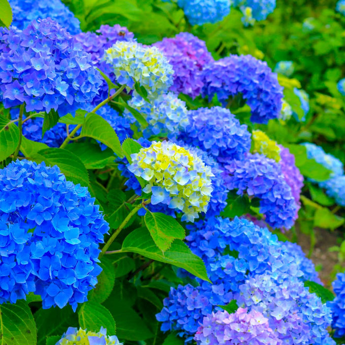 Nikko Blue Hydrangea