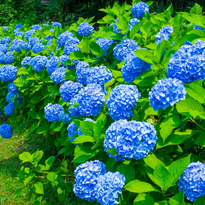 Nikko Blue Hydrangea