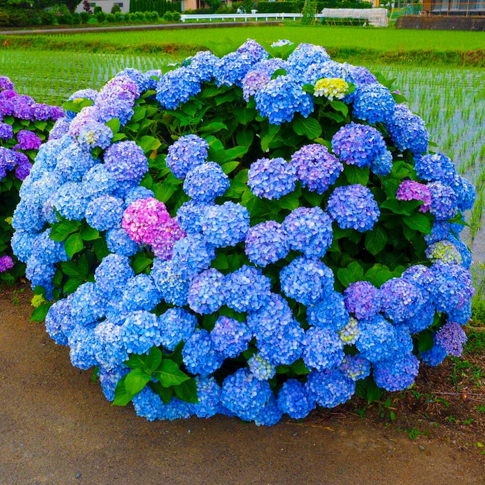 Blue Hydrangea for Sale