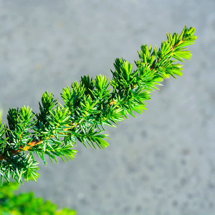 Blue Pacific Juniper