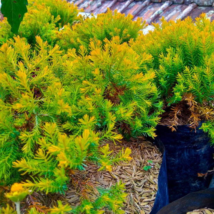 Blue Pacific Juniper