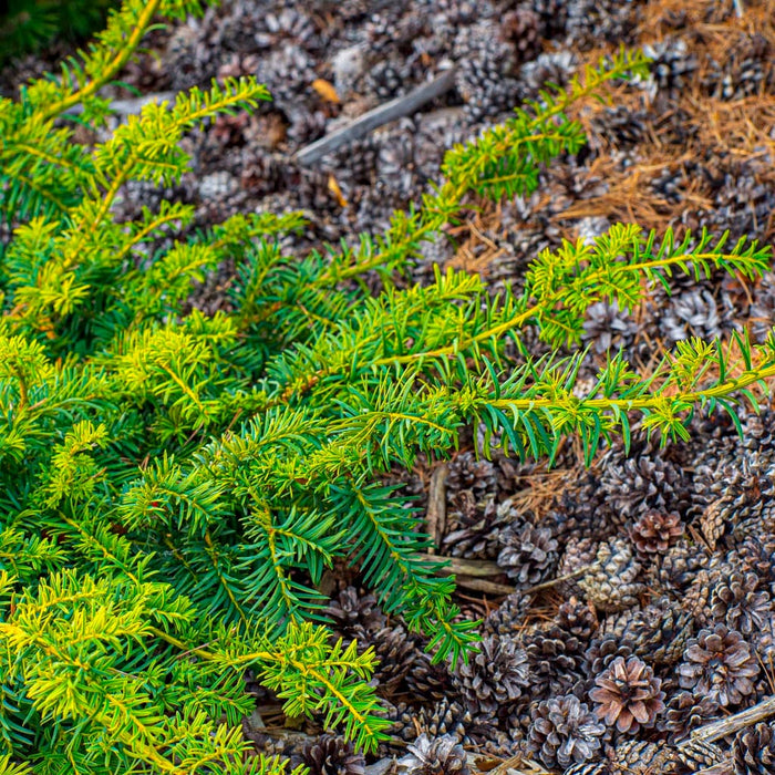 Blue Pacific Juniper