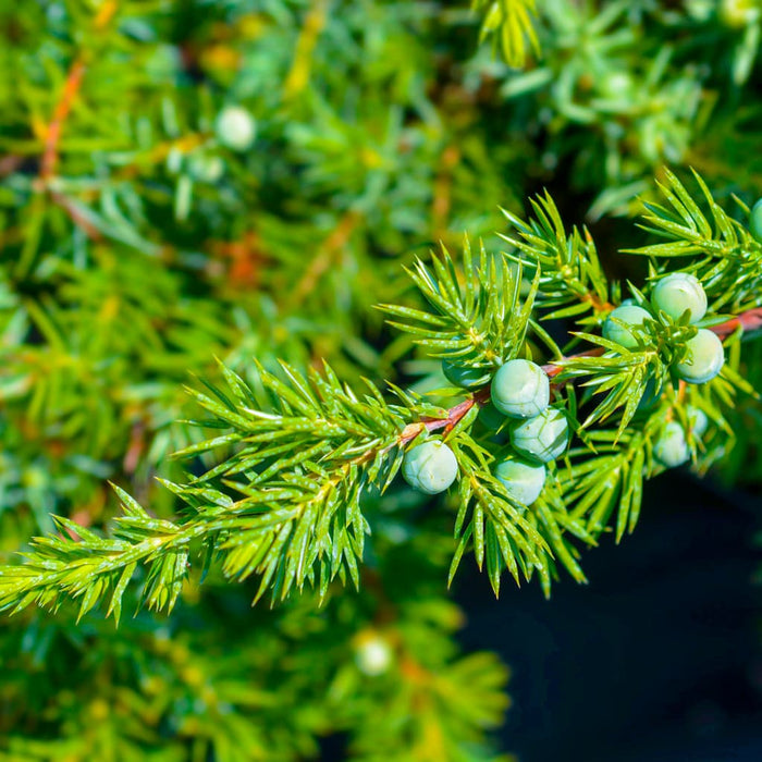 Blue Pacific Juniper