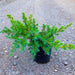 Blue Pacific Juniper for Sale