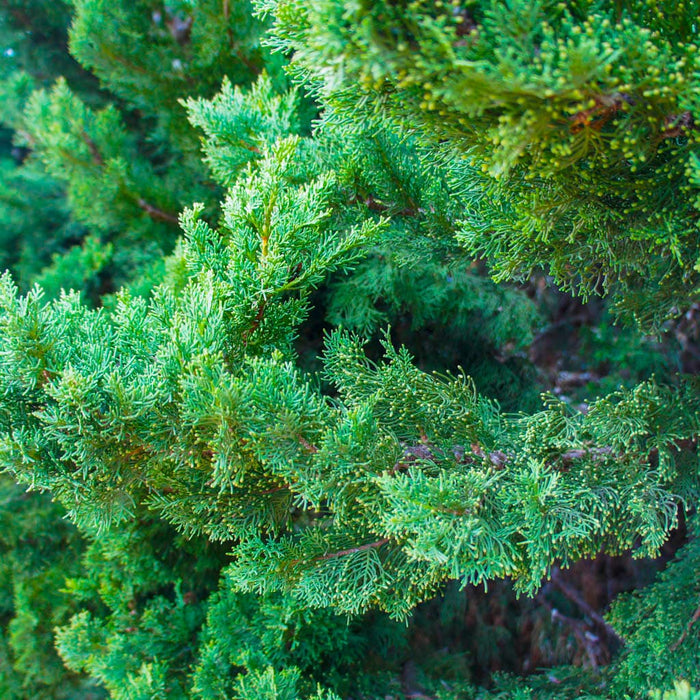 Blue Pfitzer Juniper