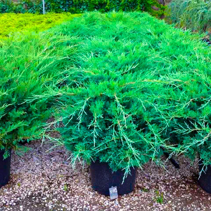 Blue Pfitzer Juniper for Sale