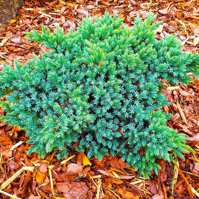 Blue Star Juniper