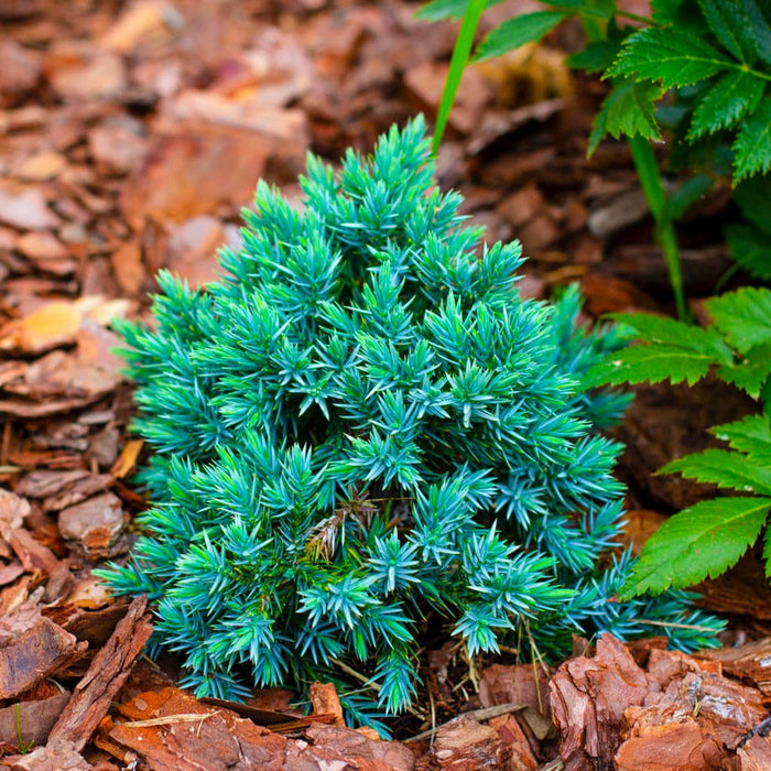 Blue Star Juniper