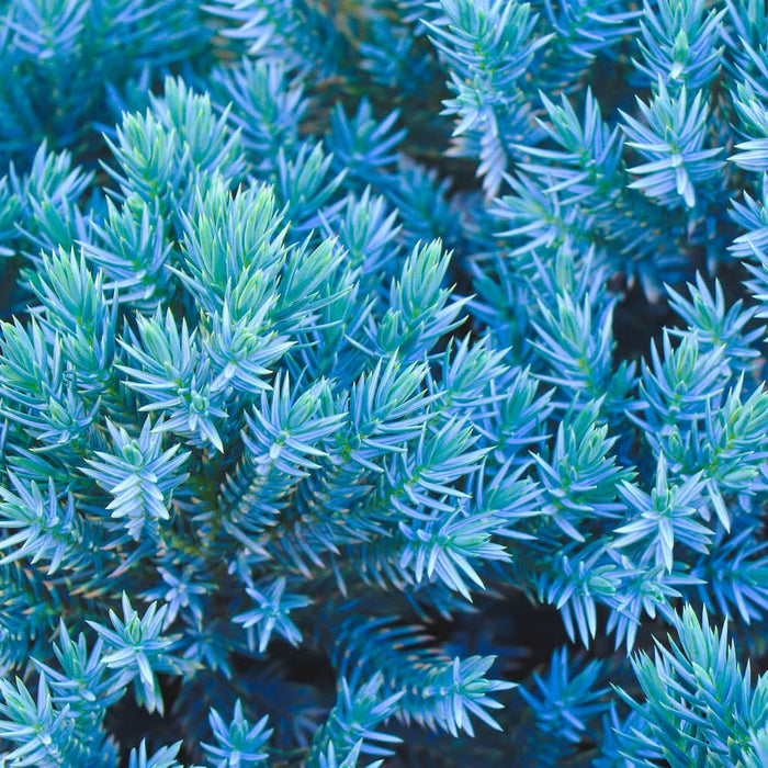 Blue Star Juniper