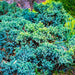 Blue Star Juniper for Sale