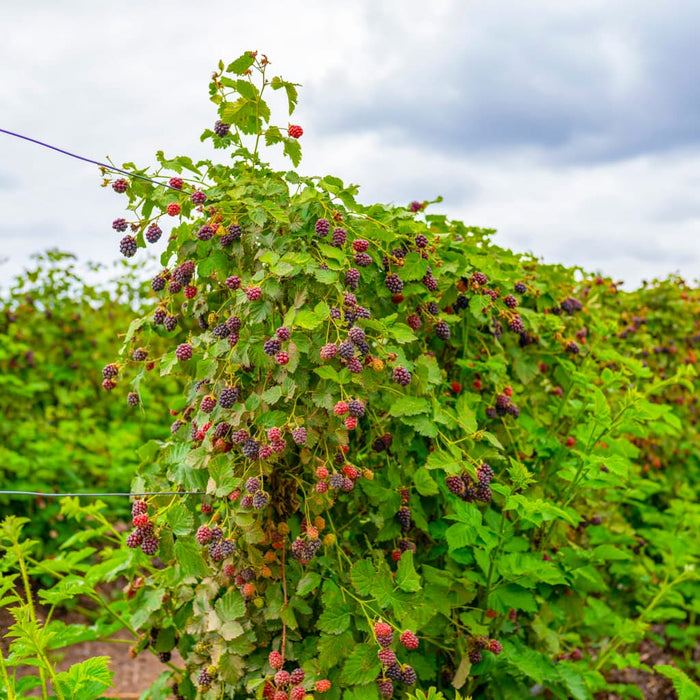 Thornless Boysenberry