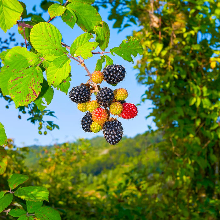 Thornless Boysenberry