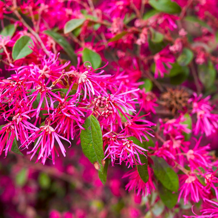 Razzleberry 'Carolina Midnight' Loropetalum