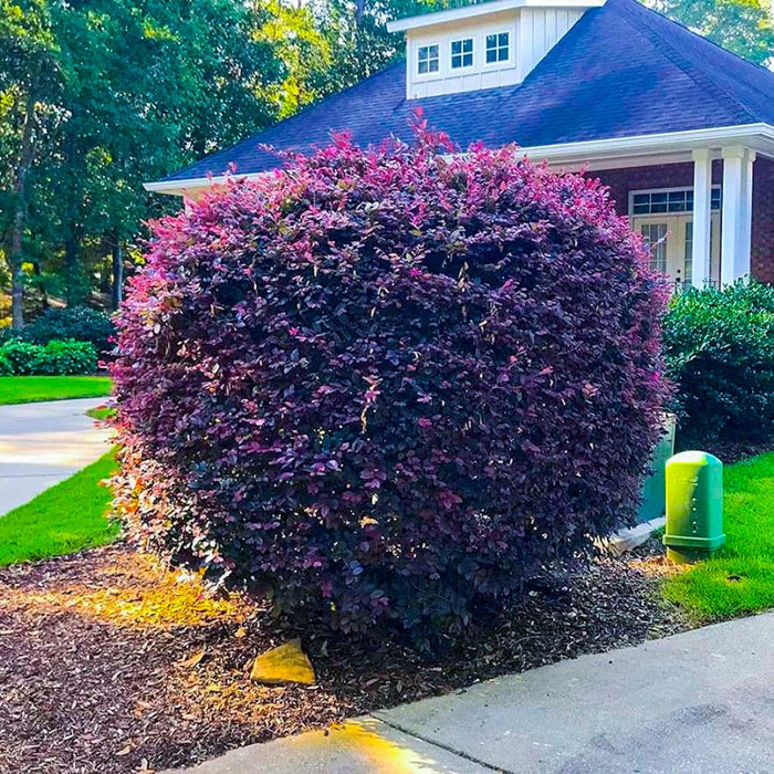 Razzleberry 'Carolina Midnight' Loropetalum