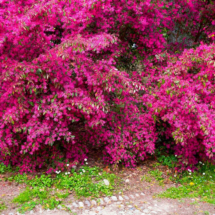 Razzleberry 'Carolina Midnight' Loropetalum