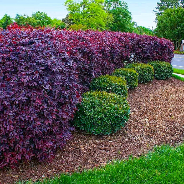 Razzleberry 'Carolina Midnight' Loropetalum