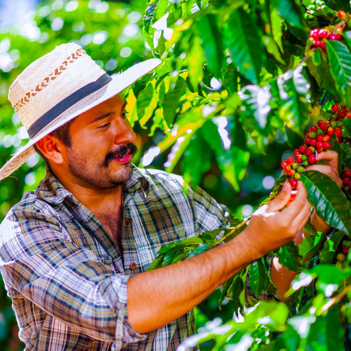 Arabica Coffee Plant for Sale