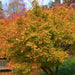 Coral Bark Japanese Maple for Sale