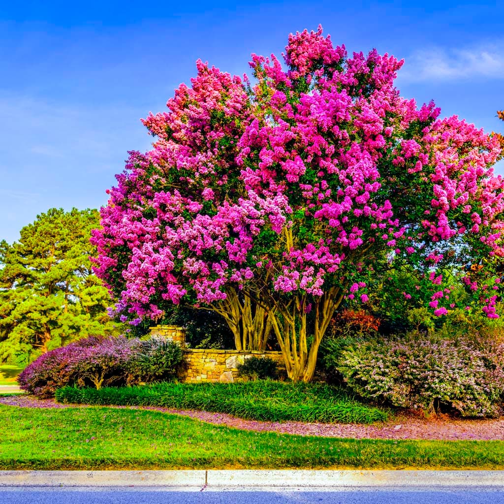 Deepest Red Crape Myrtle