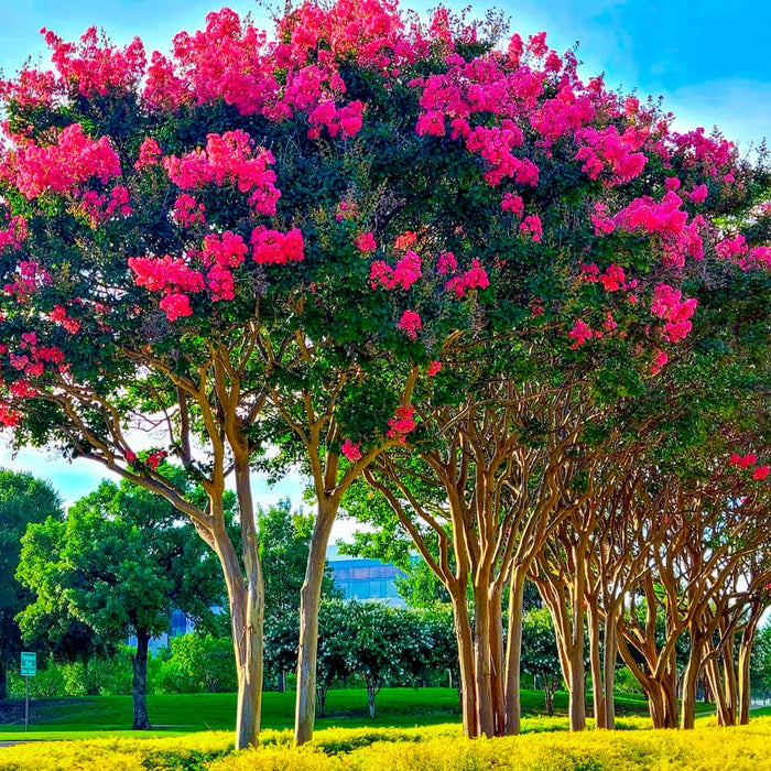 Colorama Scarlet Crape Myrtle