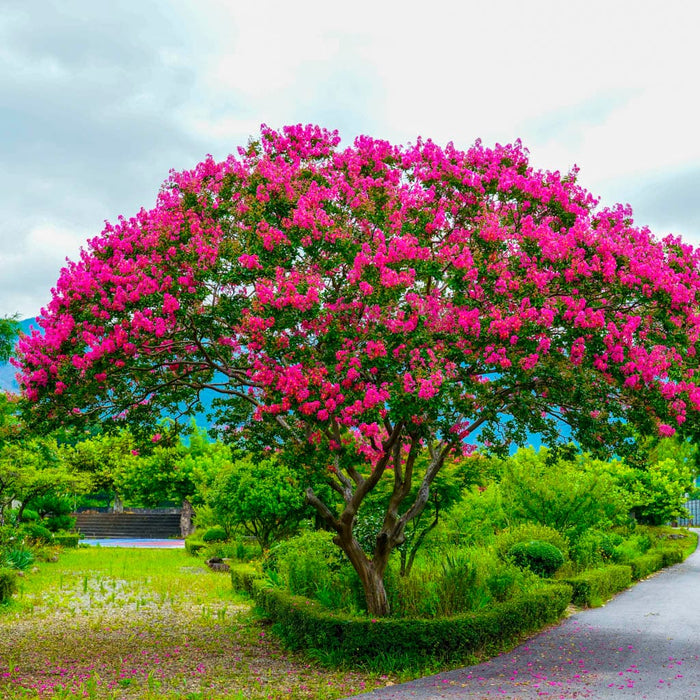 Colorama Scarlet Crape Myrtle