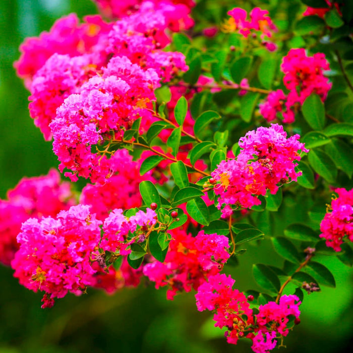 Colorama Scarlet Crape Myrtle