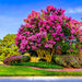 Colorama Scarlet Crape Myrtle for Sale